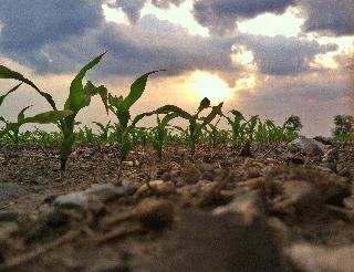 Tipton County Fields