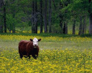 Field of Cows