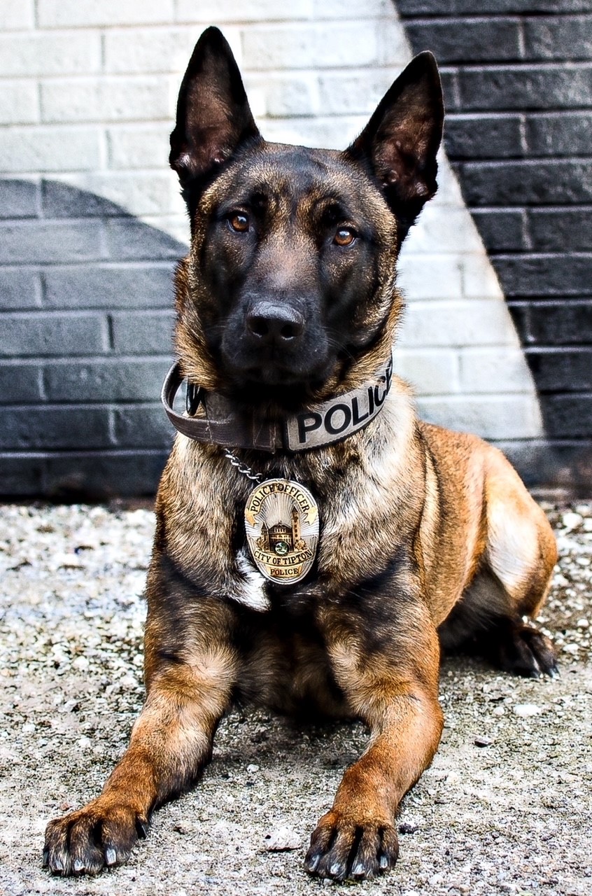 K9 Taz